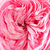 Roz - Trandafir pentru straturi Floribunda - Mariatheresia®